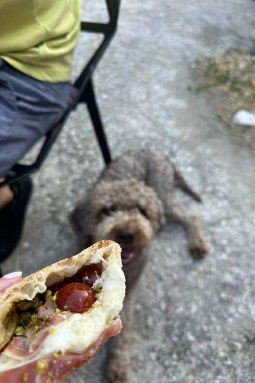 Capibara @ ReBonkers 3